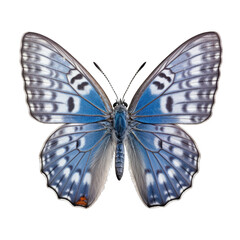 Karner blue butterfly -  Plebejus melissa samuelis. Transparent PNG. Generative AI