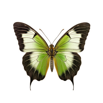 Greenish black-tip butterfly -  Colotis fausta. Transparent PNG. Generative AI