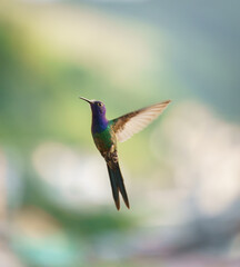 Fototapeta na wymiar Beautiful Hummingbird with Multicolored Feathers in Flight