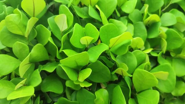 Chrysobalanus icaco, the cocoplum, paradise plum, abajeru or icaco, is a low shrub or bushy tree found near sea beaches.