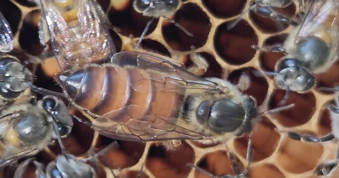 Queen Bee Laying Egg on honeycombs.