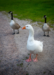 Fototapeta premium A white goose with an orange beak walking on a path with two Canada Geese. Seen near Keston Ponds in Kent, UK.