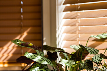 Blinds in bedroom casting shadows with light slipping in bars across house plant leaf