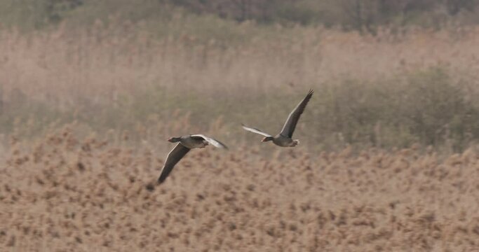 Greater White-Fronted Goose Birds Flying In Slow Motion Anser Anser