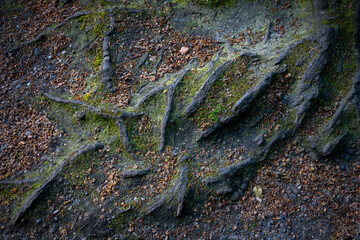 Tree roots covered with moss and leaves seen near Keston Ponds in Kent, UK.