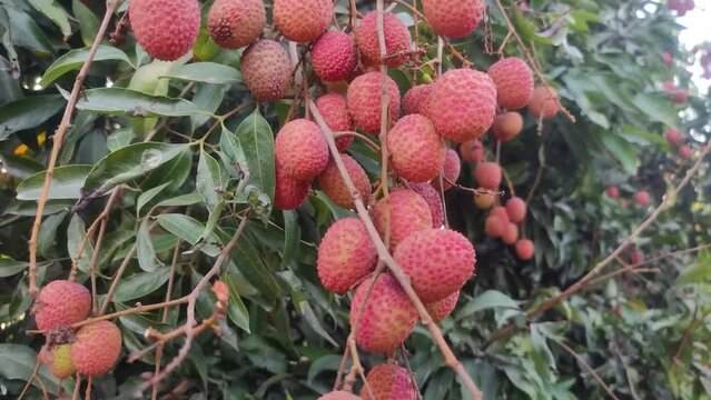 Lychee is a monotypic taxon and the sole member in the genus Litchi in the soapberry family, Sapindaceae.