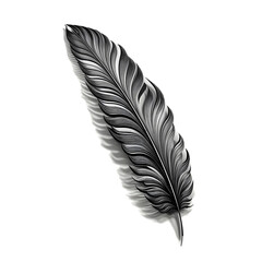 Black bird feather fluffy isolated on white background