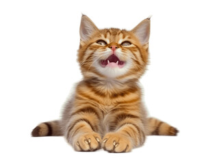 Tabby cat with happy expression and opened his mouth, Generative AI