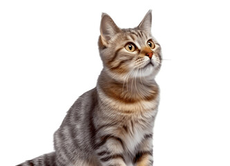 Tabby cat looking up with surprised expression, Generative AI