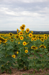 Girasol con varias cabezas en un campo de cultivo de girasoles. Imagen vertical.
