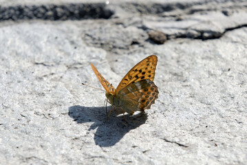 Pafia o Tabacco di Spagna o Fritillaria - Argynnis paphia