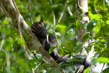 Calakmul - Yucatan Squirrel