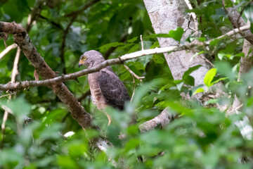 Calakmul - Roadside Hawk