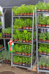 Edible Plants at Shelf