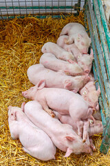Piglets Keeping Warm Together Farm