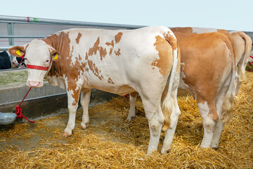 Cows in Barn at Farm