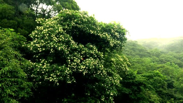 奄美の6月山は霧に覆われ、白いイジュの花が静かに咲いている。奄美の梅雨景色