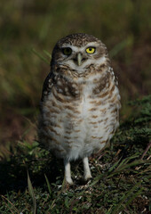 owl or owl looking straight ahead, standing in the grass. yellow eyed bird