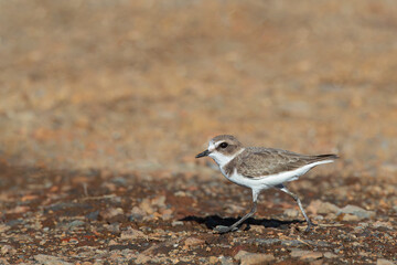 Kentish Plover, Charadrius alexandrinus alexandrinus