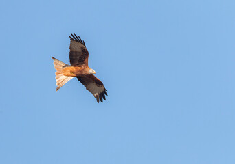 Red Kite, Milvus milvus