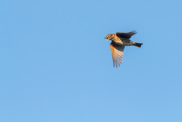 Redwing, Turdus iliacus