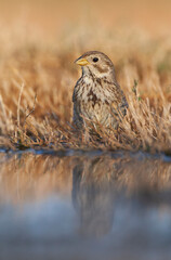 Corn Bunting, Emberiza calandra