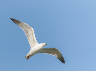 Caspian Gull, Larus cachinnans