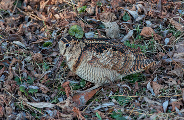 Eurasian Woodcock, Scolopax rusticola