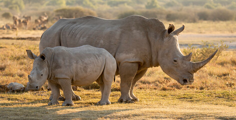 Endangered Rhino and baby © Delta-photography