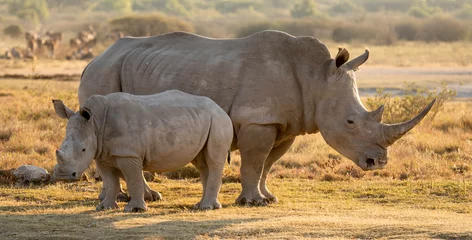Fotobehang Endangered Rhino and baby © Delta-photography