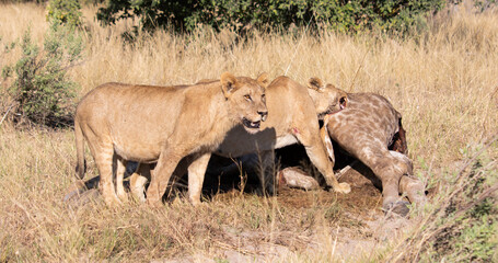 Lions eating a giraffe