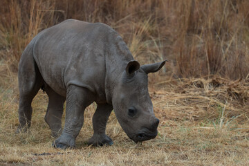 Rhino calf, endangered baby