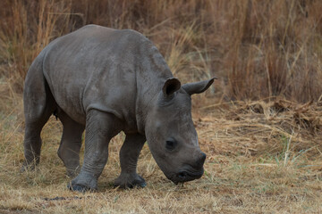 Obraz premium Rhino calf, endangered baby