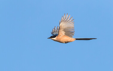 Iberian Magpie, Cyanopica cooki