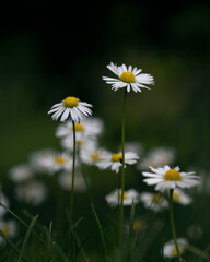white daisies in the field