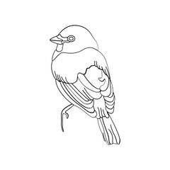 Bird outline vector for coloring book and tattoo design. Bird line art. Bird vector illustration. Bird outline. Bird line art. Hand drawn bird.