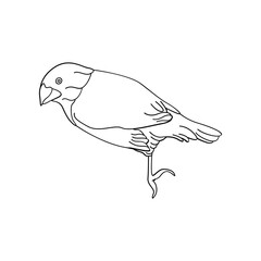 Bird outline vector for coloring book and tattoo design. Bird line art. Bird vector illustration. Bird outline. Bird line art. Hand drawn bird.