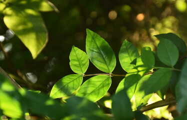 Fototapeta na wymiar leaf of wild water plum changed color in sunset on garden