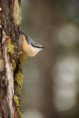 European nuthatch perched on a tree trunk in winter