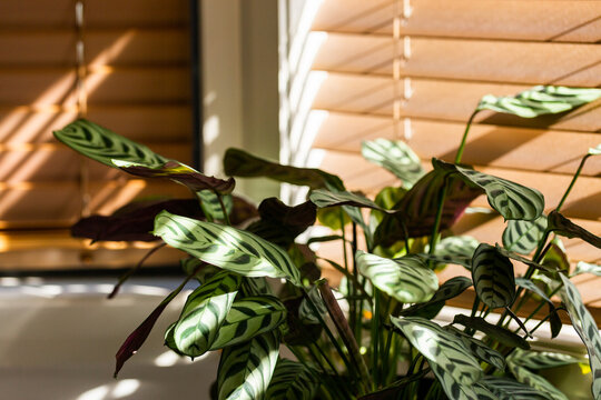 Blinds in bedroom casting shadows with light slipping in bars across house plant leaf