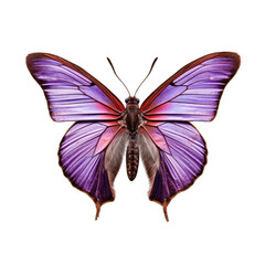Purple hairstreak butterfly -  Neozephyrus quercus. Transparent PNG. Generative AI