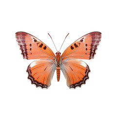 Scarce copper butterfly -  Lycaena virgaureae. Transparent PNG. Generative AI