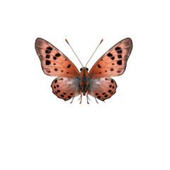 Small copper butterfly -  Lycaena phlaeas. Transparent PNG. Generative AI