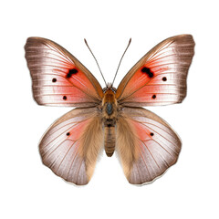 Small heath butterfly -  Coenonympha pamphilus. Transparent PNG. Generative AI