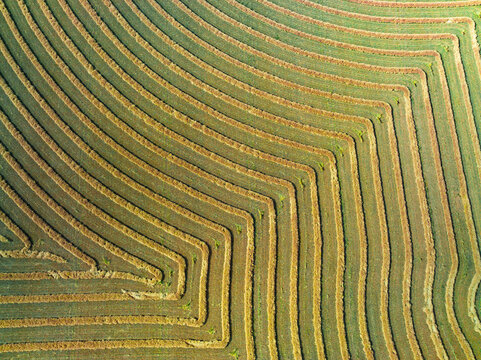 Aerial view of harvester lines and patterns in a rural paddock