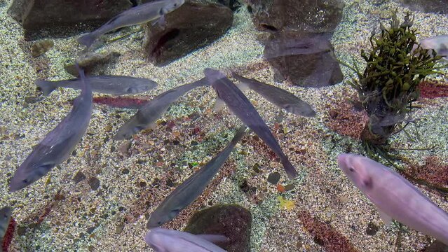 Fish swimming in a large aquarium, filmed from above with their shadows on the gravel at the bottom of the tank.