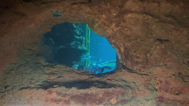 A Ray fish passing through a hole in a rock in a large aquarium.