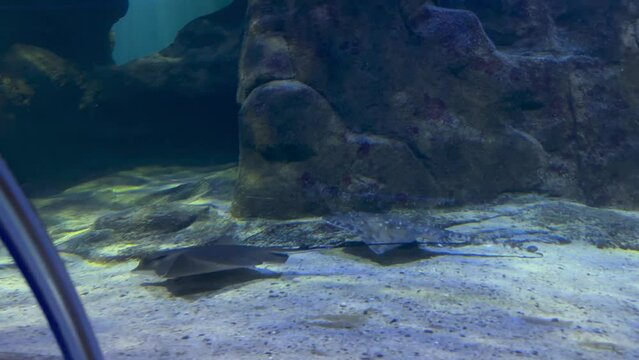 Eagle and Thornback Rays in a large aquarium.