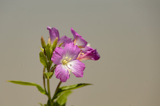 Epilobium hirsutum, flower, nature, spring, summer, flora, plant, colorful, closeup, outdoor