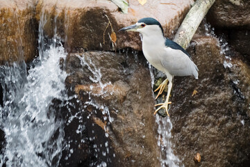 獲物を待つゴイサギ